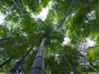 多部门联合明确构建完备的现代竹产业体系 构筑美丽乡村竹林风景线
