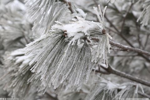 冬季人们的滑雪热情不断升 同时做好伤害预防