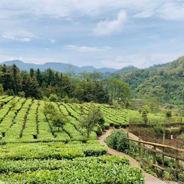 杭州茶市烏牛早、蒙頂甘露率先上市 西湖龍井還需等待