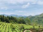 随着各地茶叶进入可采摘期 预计今年全国春茶总产量在140万吨