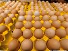 鸡蛋的保质期是多长时间？如何判断鸡蛋是否变质？