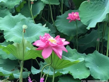 4月18日国家植物园在北京正式揭牌 标志着国家植物园建设翻开了新的篇章