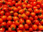 江淮流域番茄新品种选育与推广项目取得丰硕成果