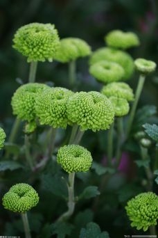 禾雀花种子种植方法是什么 禾雀花的植物文化是什么 关于禾雀花有什么故事？