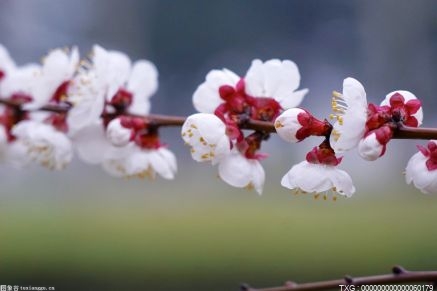 千日红怎么养 千日红的花语是什么 千日红的植物文化是什么？