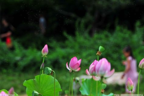 多肉植物怎么养比较好 莲花的花语是什么？ 莲花的植物文化