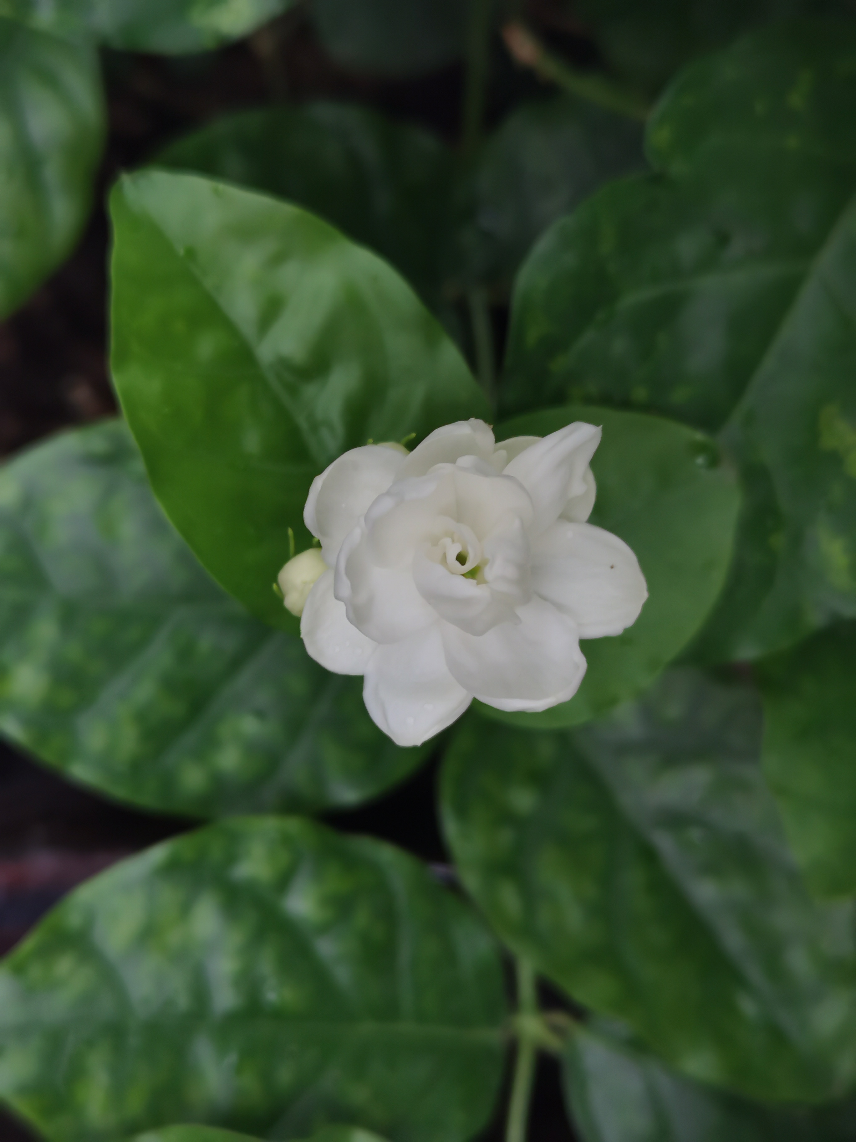 栀子花怎么处理才能泡茶 栀子花的形态特征是什么样 栀子花的花期是多久？