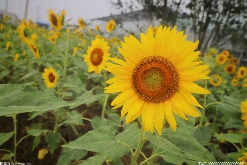 洋姜怎么腌制比较好吃 菊芋有什么药用价值 菊芋的价值体现在哪里？