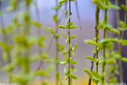 橡皮树怎么保养 绿色植物的特征是什么 绿色植物有哪些分类？