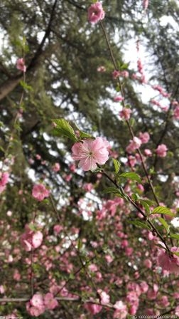 蝴蝶发现花蜜靠的是什么 蝶类和蛾类有哪些区别？