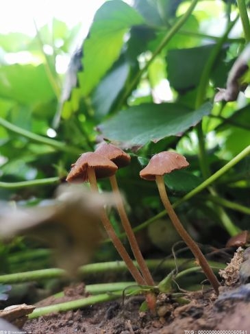 神农尝百草的故事是什么 断肠草的主要毒性是什么？