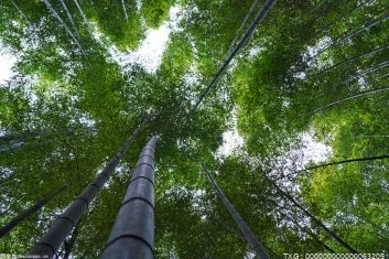 蚂蚁森林怎么才能出现金色能量球 梭梭树的生长习性是什么？