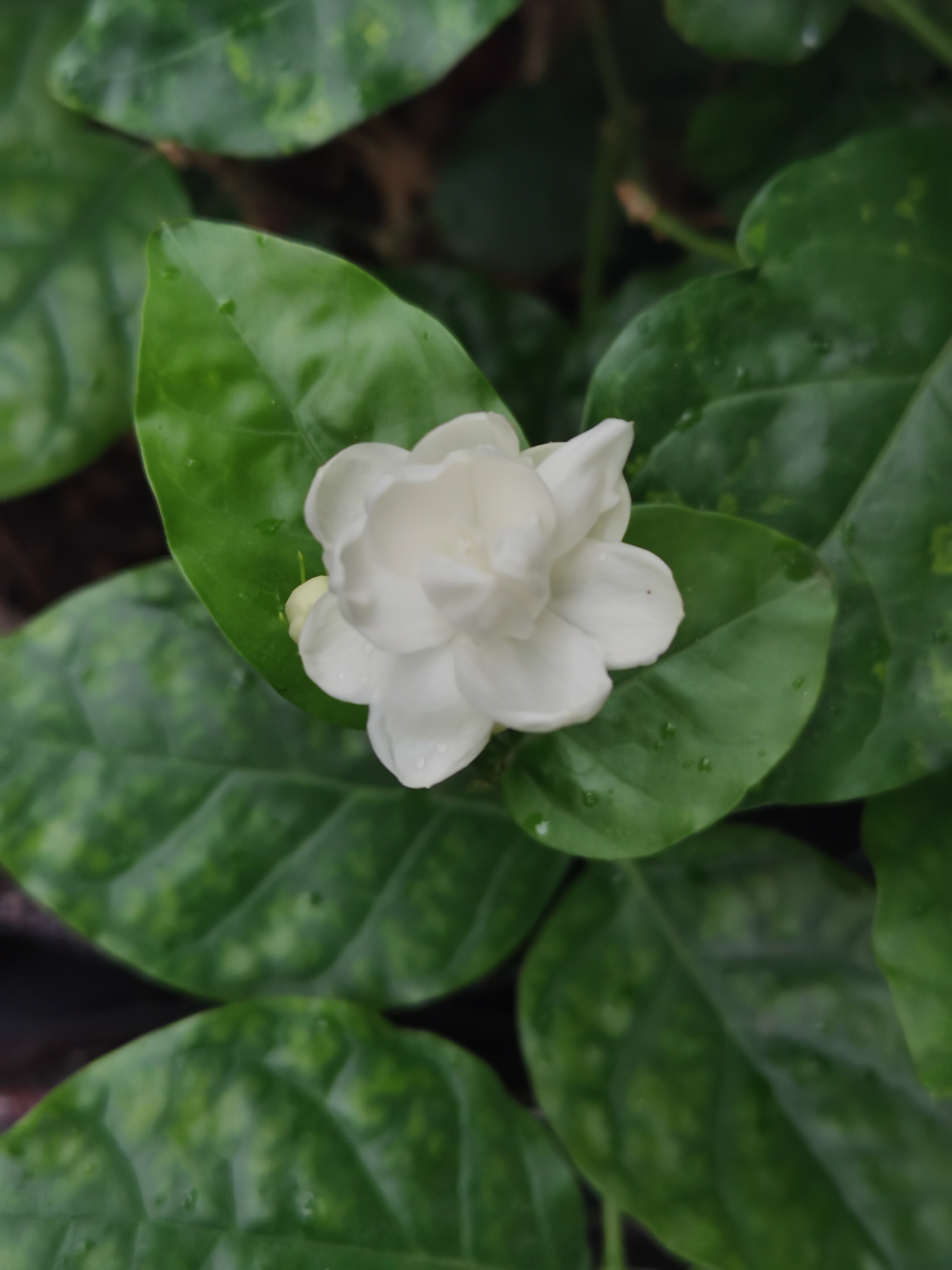 茉莉花的花期是什么时候 茉莉花花期的时候怎么养护管理 茉莉需要什么样的养殖环境？