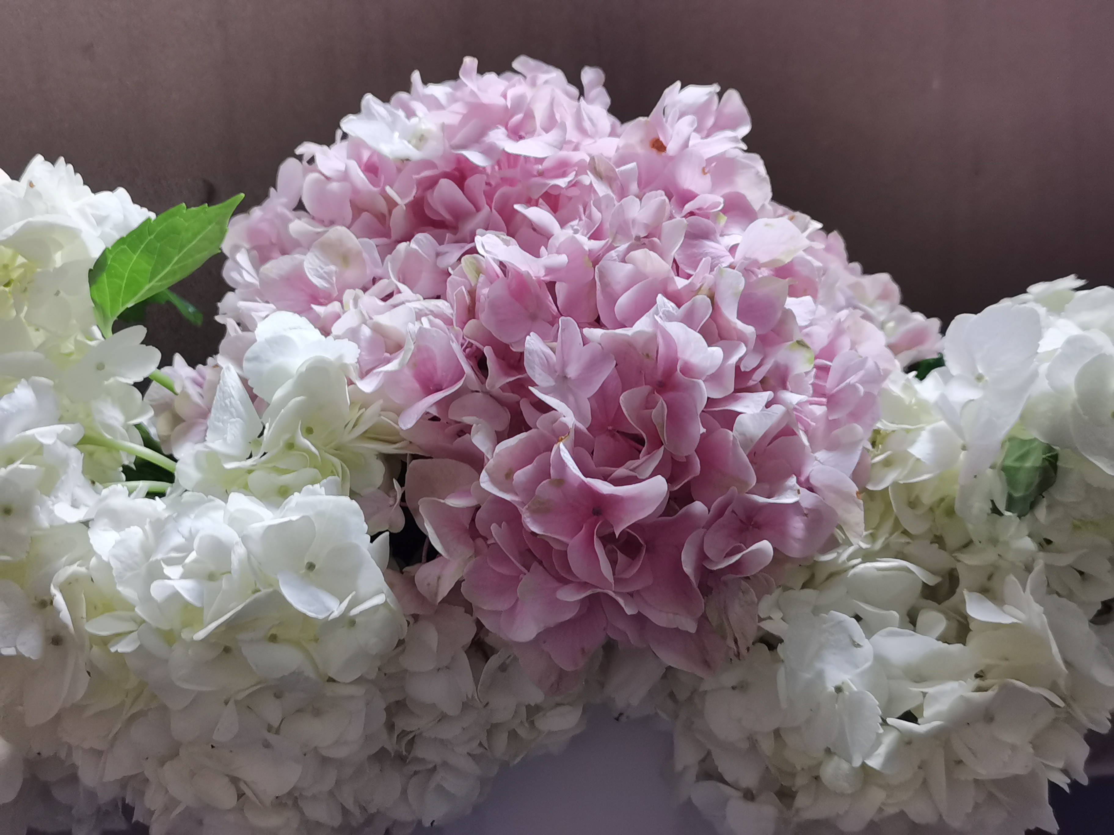 樱花草的传说是什么 樱花草需要什么样的生长环境？