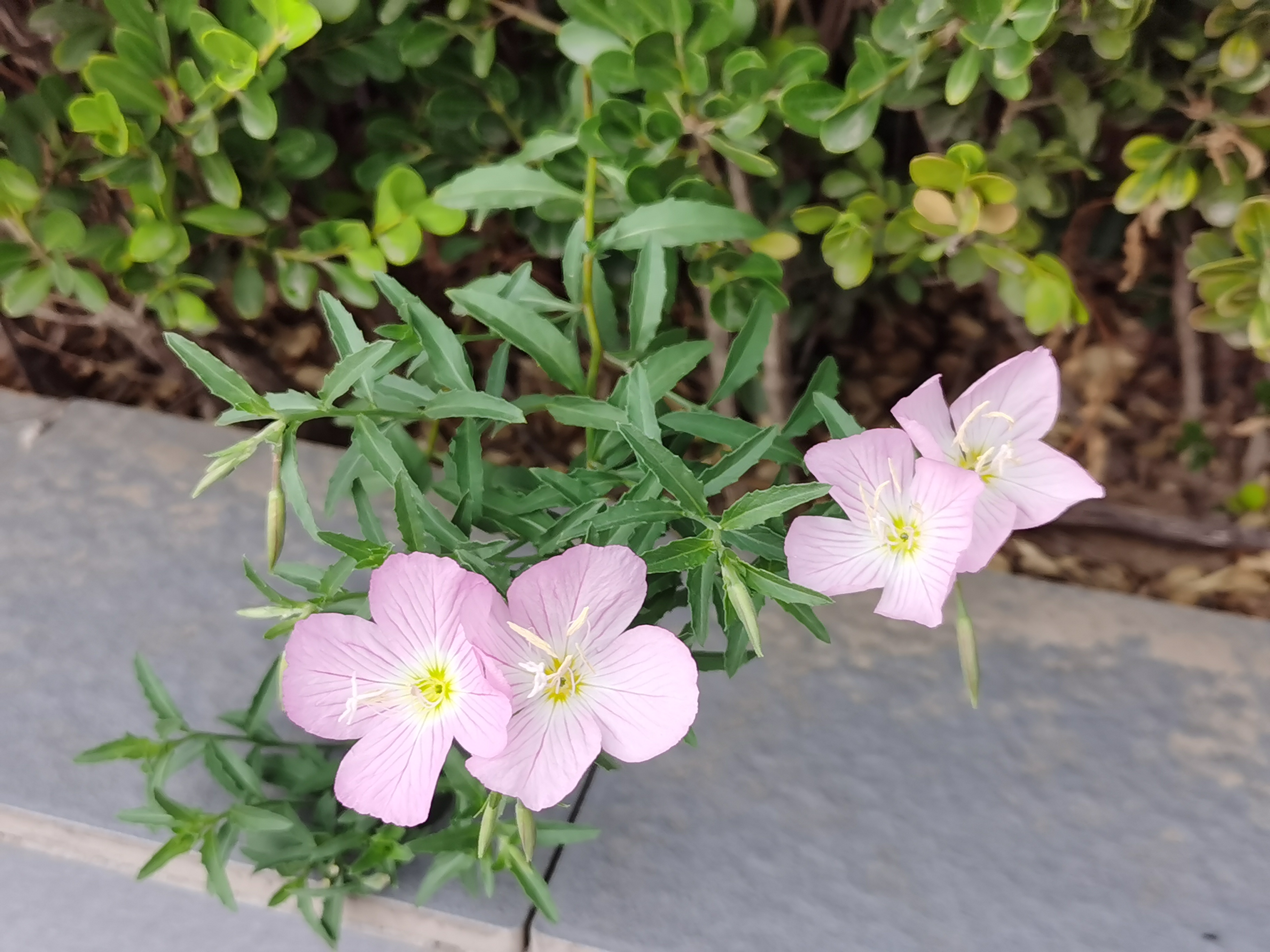 在春天开的花有哪些 迎春花相关的古代诗词有哪些？