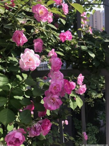 鸡冠花的花语是什么 鸡冠花的寓意是什么 鸡冠花的种类有哪些？