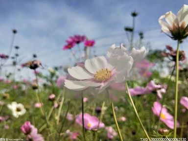 油菜花开的季节是什么季节 互联网技术的概念范围是什么？