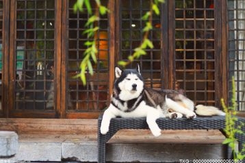 德国牧羊犬吃什么食物比较好 白色瑞士牧羊犬是什么？